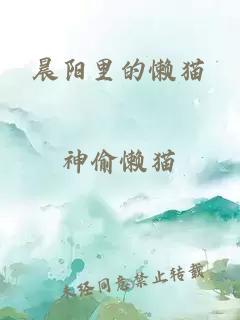 晨陽里的懶貓